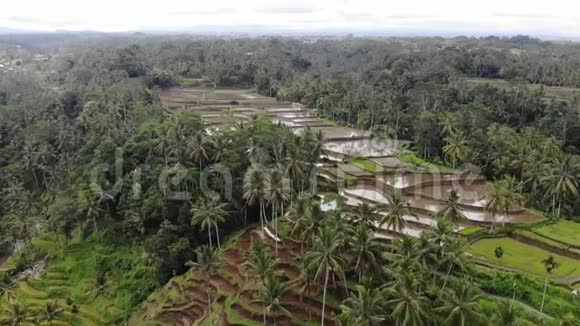 绿色农业包裹抽象几何形状的俯视图带水的巴厘岛稻田空中景观视频的预览图