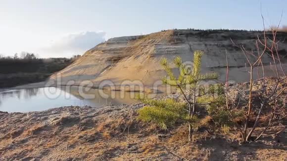 沙山和湖杉植物平静的景观视频的预览图