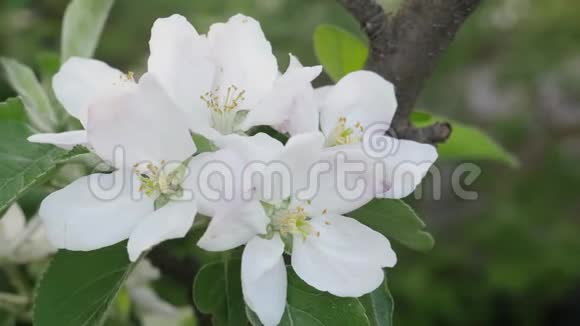 自然绿背景上的花苹果树视频的预览图