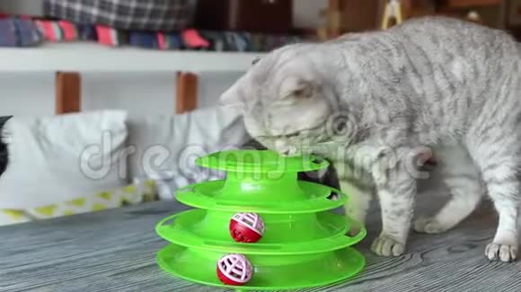 猫在猫的特殊玩具中玩球视频的预览图