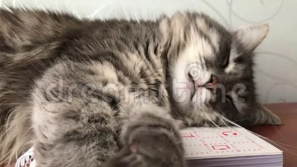 4K灰猫睡得很香这只猫有梦视频的预览图