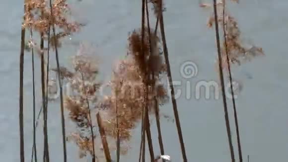 河岸上飘扬着芦苇的枝条视频的预览图
