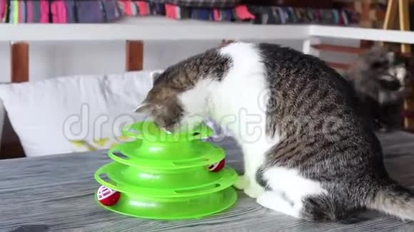 猫在猫的特殊玩具中玩球视频的预览图