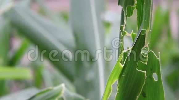 受病虫害生物和非生物胁迫破坏的玉米植物视频的预览图