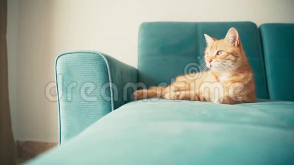 美丽的红猫在阳光明媚的日子里躺在蓝色沙发上放松视频的预览图