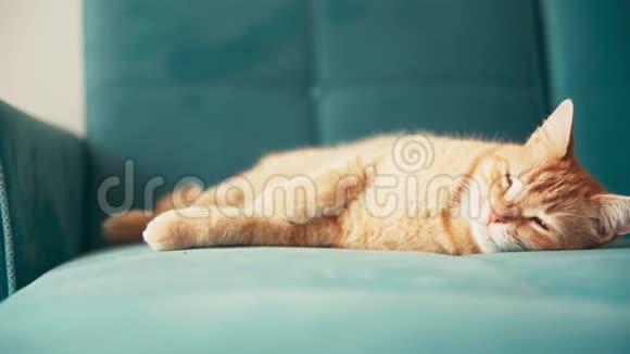 美丽的红猫在阳光明媚的日子里躺在蓝色的沙发上打盹视频的预览图
