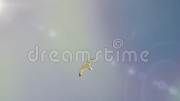 一对海白鸟飞到其他温暖的地方美丽的海鸥骄傲地在天空中翱翔视频的预览图
