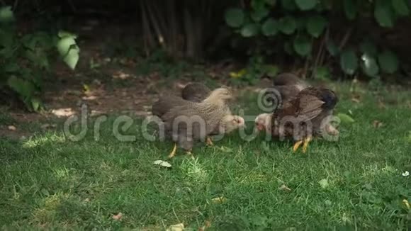 在花园里吃草的漂亮小鸡视频的预览图