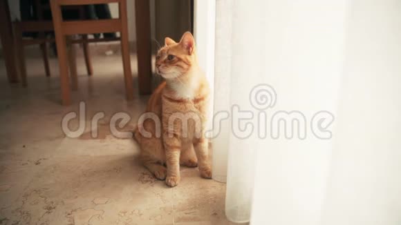 一只有趣的姜猫坐在地板上挨着窗户和窗帘视频的预览图