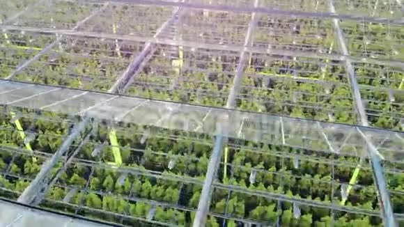 带有绿色植物的透明温室视频的预览图