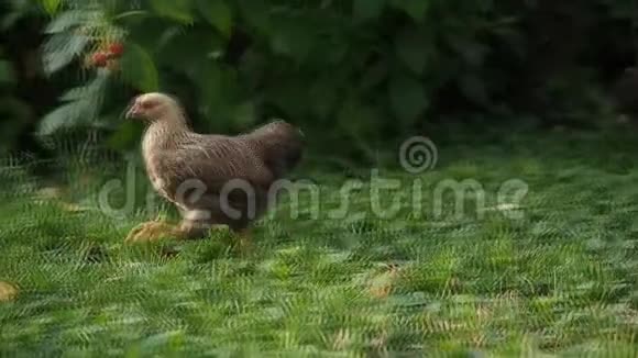 在高清电视中美丽的小鸡在花园里吃草视频的预览图