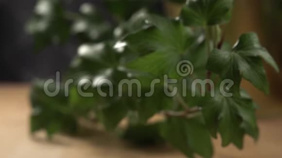 爬坡植物的慢宏镜头美丽的缓慢变焦与深褐色绿色新鲜植物视频的预览图