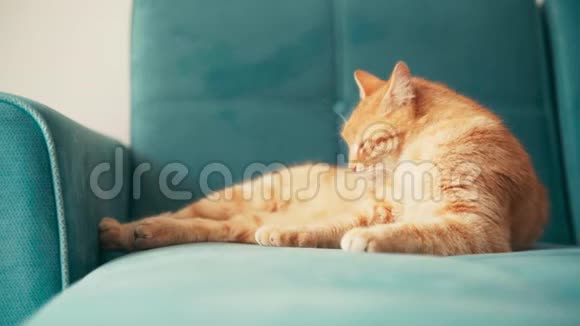 美丽的红猫在阳光明媚的日子里躺在蓝色沙发上放松视频的预览图