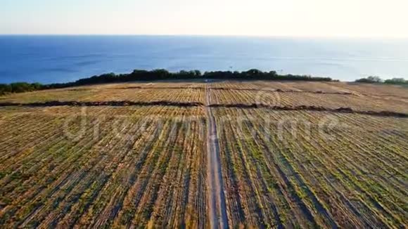 在农田里沿着土路飞行这条路通向大海在田野上一排排收获的植物视频的预览图