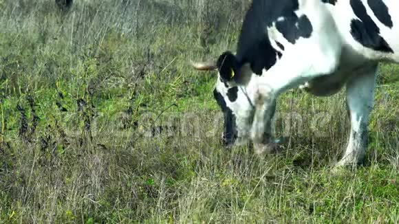 黑白牛在自由牧场吃草视频的预览图