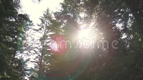 太阳透过树叶发出的光视频的预览图