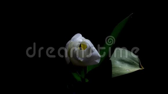 白色郁金香花片的延时镜头视频的预览图
