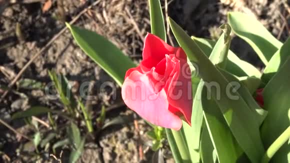 红色发展的郁金香花片的延时镜头视频的预览图