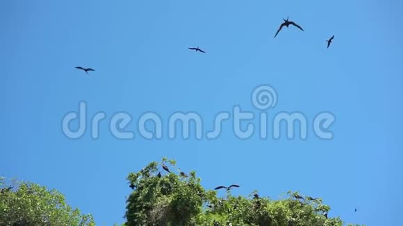 在蓝天的映衬下鸟儿在岛上飞舞视频的预览图