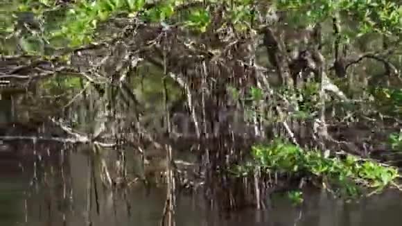 多米尼加共和国的红树林热带植物户外活动旅行游览视频的预览图