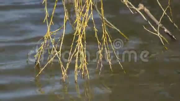 开花柳树的枝条视频的预览图