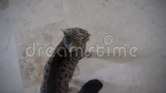 一只饥饿的猫四处走动并要求请客视频的预览图