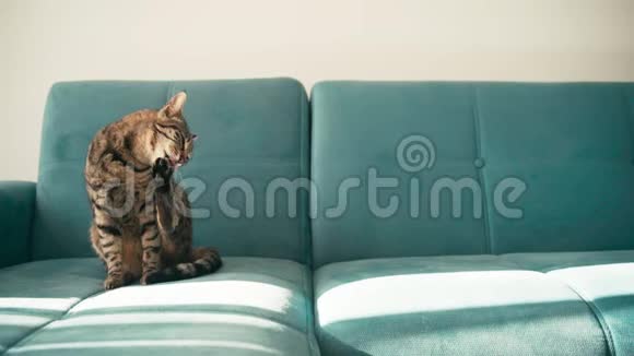 一只塔比家猫坐在蓝色沙发上刷外套视频的预览图