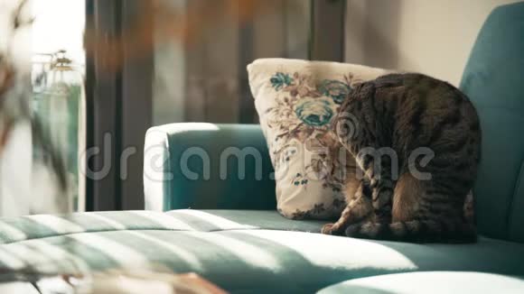 一只塔比家猫坐在蓝色沙发上刷外套视频的预览图