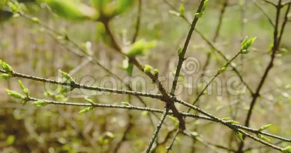 年轻清新的春叶薄树枝自然背景上有新鲜的绿叶天气晴朗视频的预览图