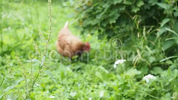 免费野鸡在花园吃草高清视频视频的预览图