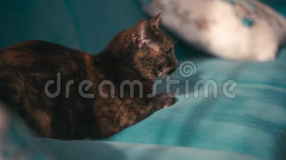美丽的混色猫在晴天躺在蓝色沙发上视频的预览图