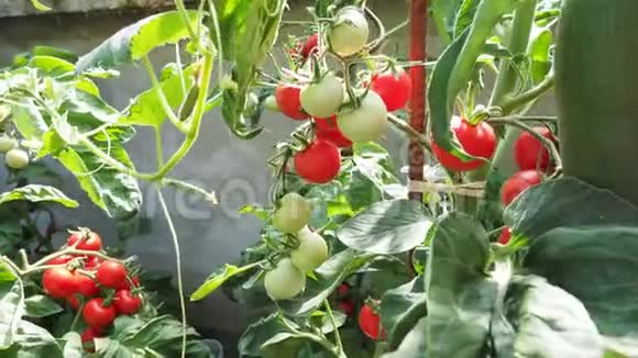 温室4K视频中新鲜成熟的红西红柿视频的预览图