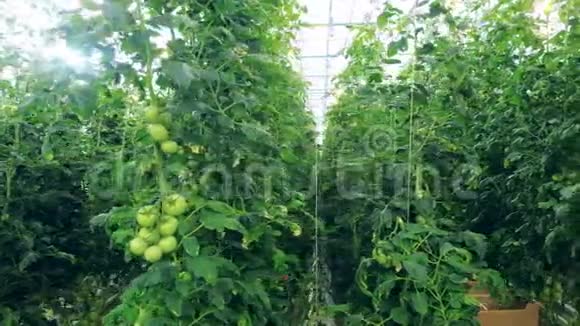 温室里的绿色番茄植物视频的预览图