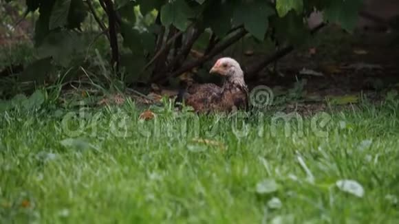 在高清电视中美丽的小鸡在花园里吃草视频的预览图