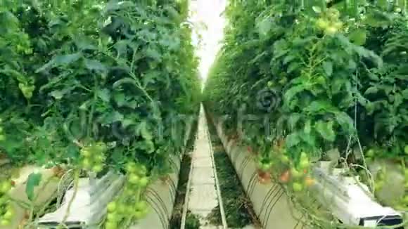暖房里栽培的一排排绿色番茄植物视频的预览图