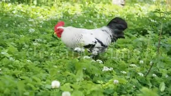 免费提供野鸡和鸡在花园里吃草视频的预览图