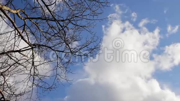 蓝天白云树枝上的太阳视频的预览图