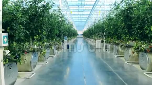 在生长着植物的巨大温室中通过视频的预览图