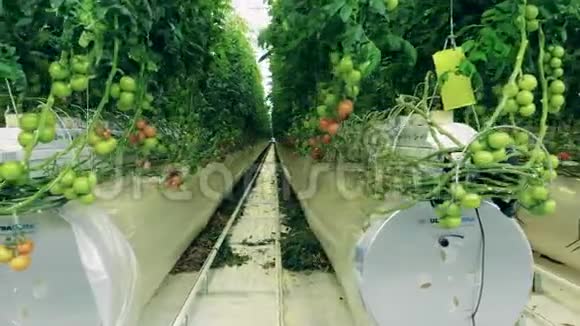 与其相连的绿色植物灌溉系统视频的预览图