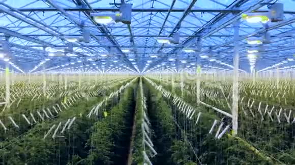 生长着番茄植物的宽敞暖房视频的预览图