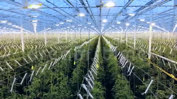 温室里培育的一排排绿色植物视频的预览图