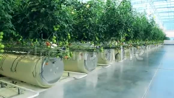 与温室灌溉系统相连的番茄视频的预览图