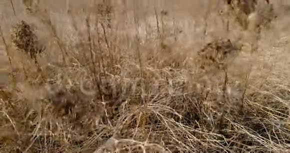 在一个阳光明媚的春天由于风在一个大田野里摇曳着高大的干草关门视频的预览图