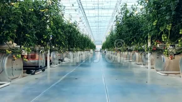 温室里一排排绿色番茄植株之间的通道视频的预览图