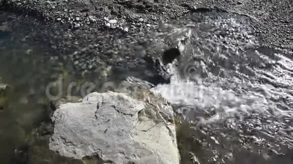 山河清澈淡水中的岩石特写从上面看到的岩石可以透过视频的预览图