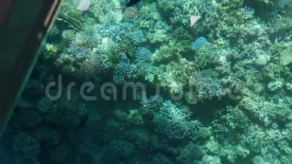 不同的鱼在珊瑚礁中游动从船底的窗户可以看到最高的景色视频的预览图