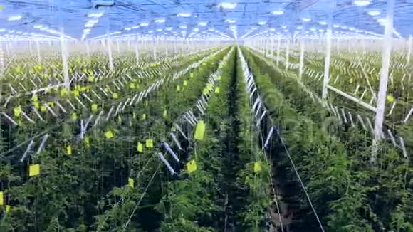 多排绿色植物生长在温室里视频的预览图