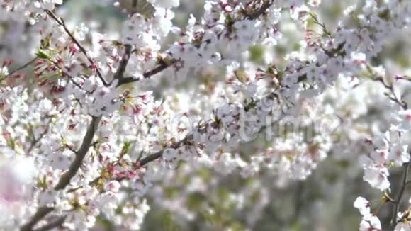 柔和的焦点樱花在东京盛开视频的预览图