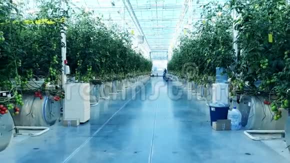 现代温室有番茄植物和它们之间的通道视频的预览图