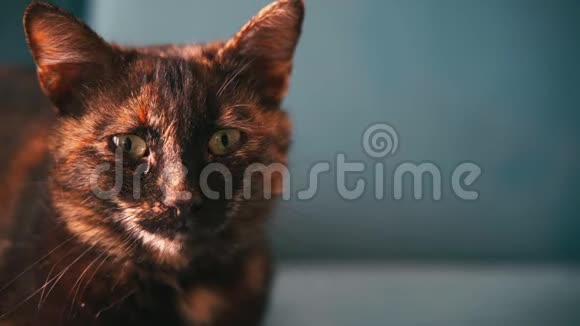 一只美丽的混合色猫的肖像视频的预览图